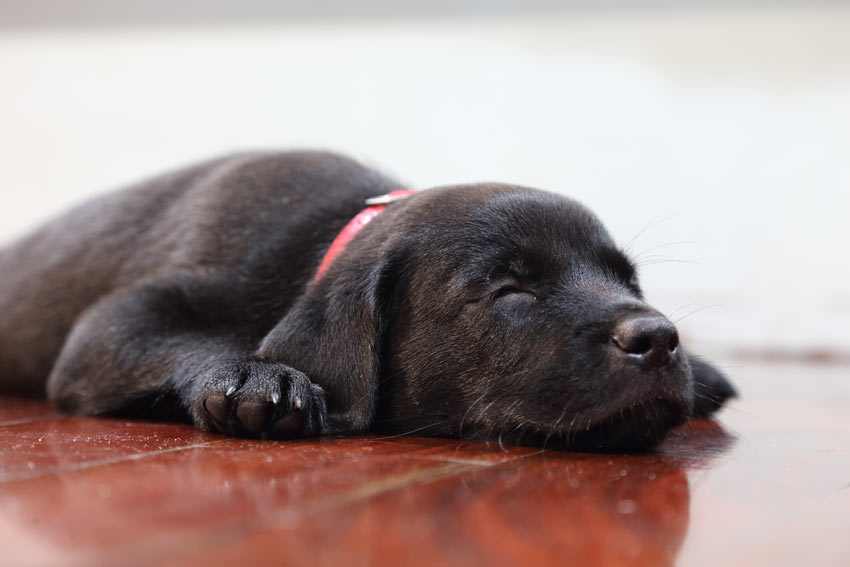 A cute little black Labrador having a nap