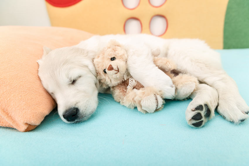 A cute young Labrador puppy sleeping with a toy puppy