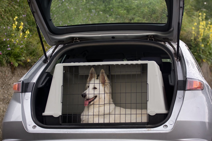 A dog crate is the safest method of traveling with your dog