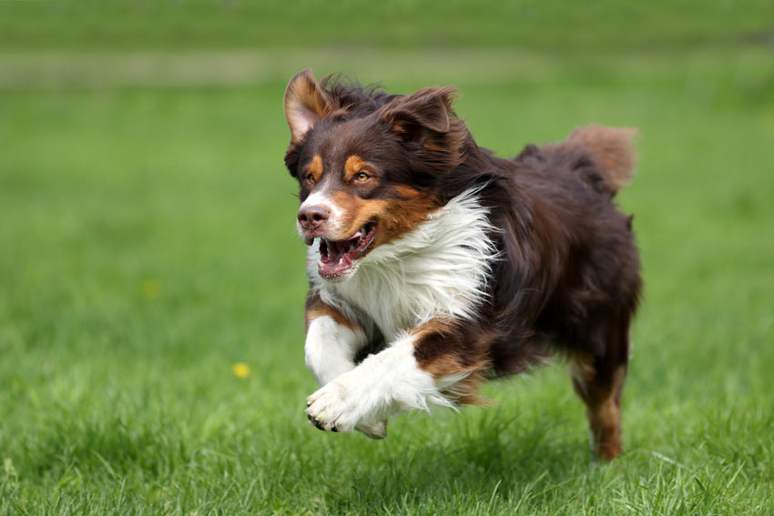 A dog playing fetch chasing after its toy