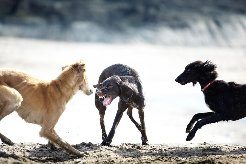 A dog snarling at two other dogs on the beach