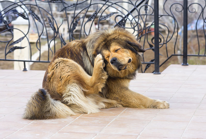 A dog with fleas scrathing at its head