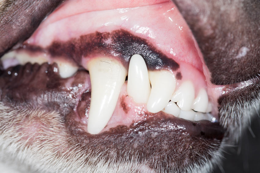 A dog with healthy pink gums