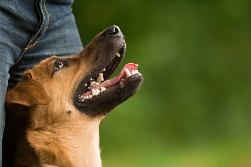 A dog with healthy white teeth