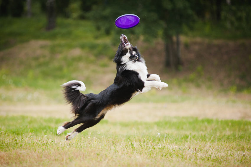 A fit and healthy Collie jumping for a frisbee
