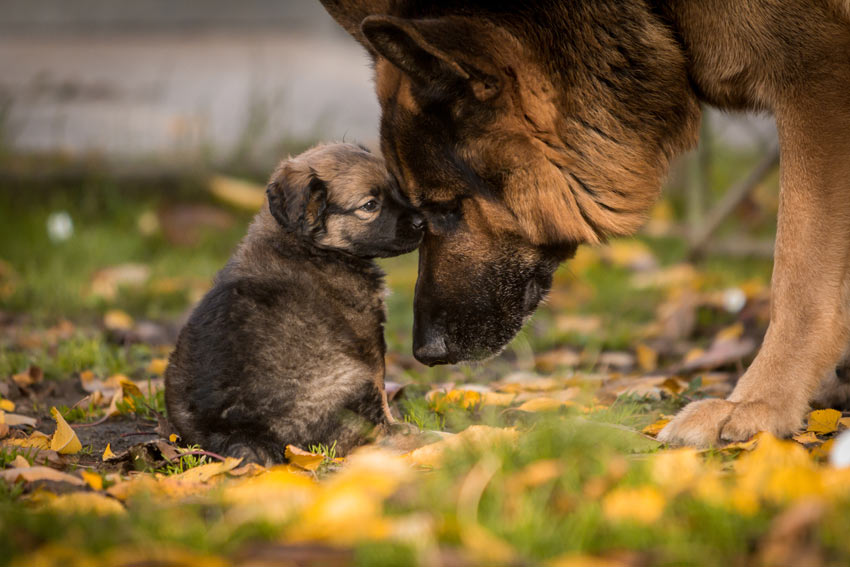 A gentle German Shepherd with its adorable little puppy