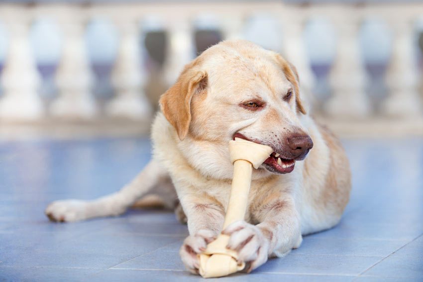 A great big safe bone for chewing and eating