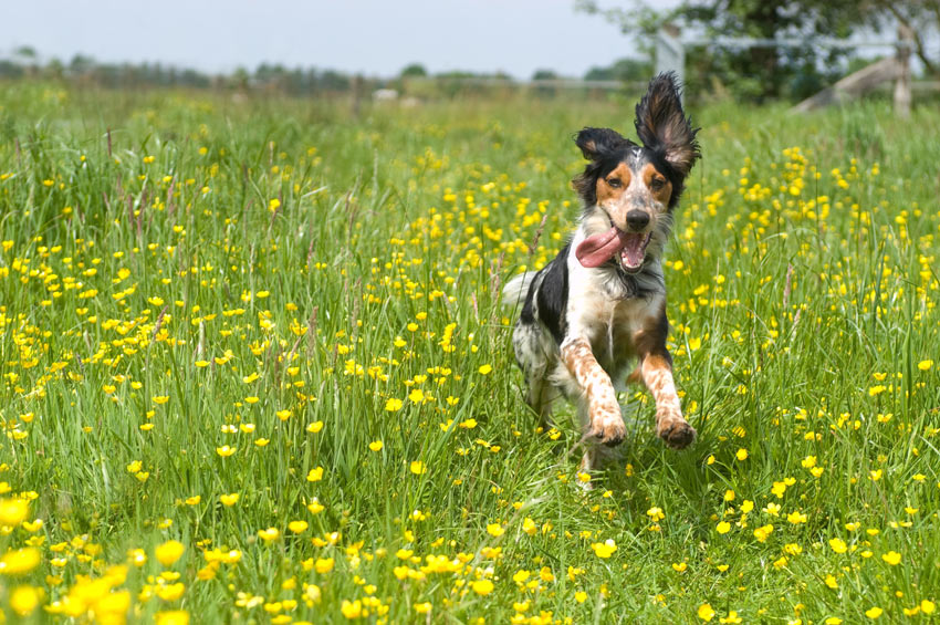 A happy Spaniel full of energy on a long walk