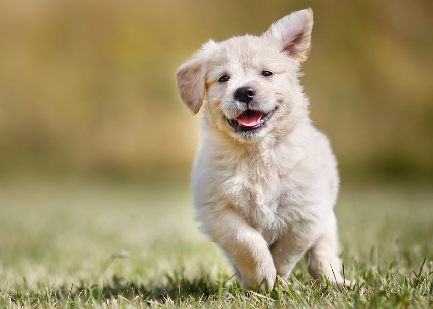 A happy little puppy enjoying some exercise outside