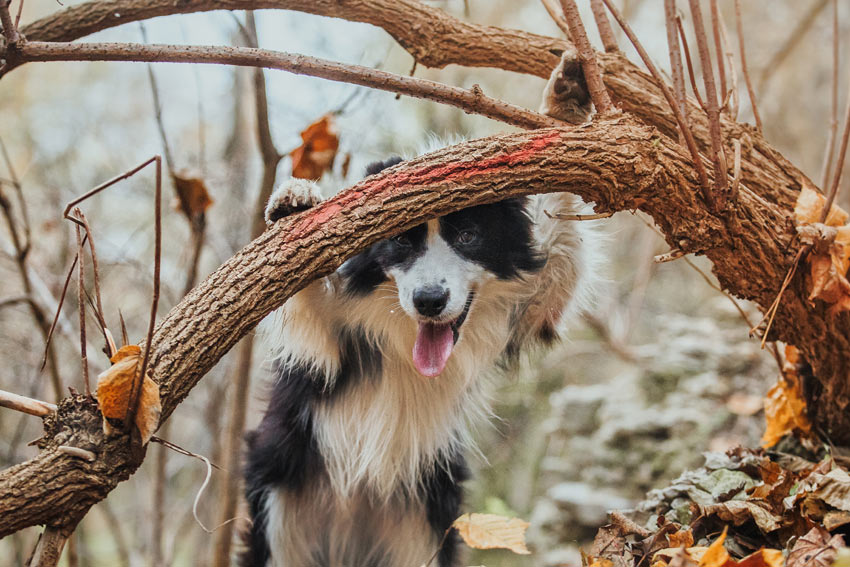 A healthy adult Border Collie on an adventure in the woods