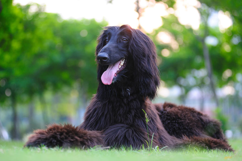 A healthy and happy Afghan Hound lying down on the grass