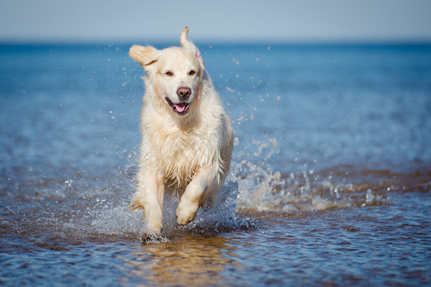 A healthy and happy Golden Retriever splashing around in the water