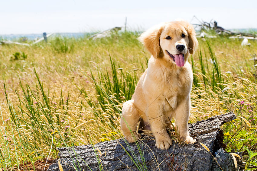 A healthy young Golden Retriever puppy sitting on a log outside