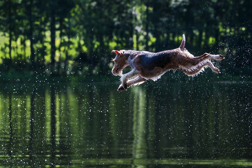 A hot dog cooling down by jumping into a nice cold lake
