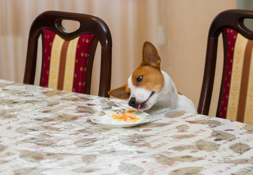 A little Jack Russell stealing food from a dinner plate