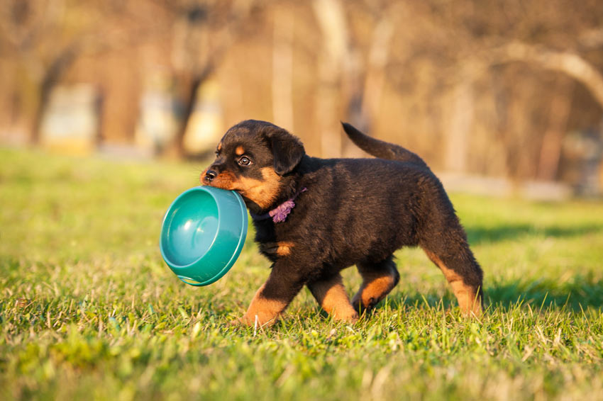 A little puppy carrying around its food bowl