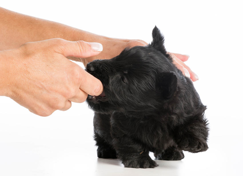 A little puppy play biting