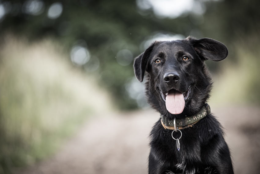 A lovely black coat domestic pet dog wearing an identity collar