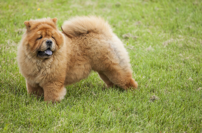 A lovely little Chow Chow Utility Dog