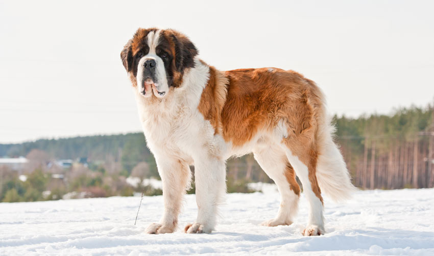 A massive Saint Bernard with a beautiful thick coat