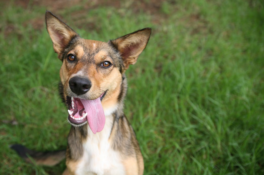 A mongrel dog