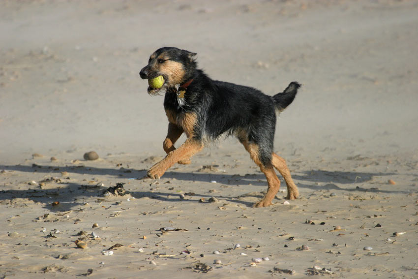 Chien de race mixte courant sur la plage