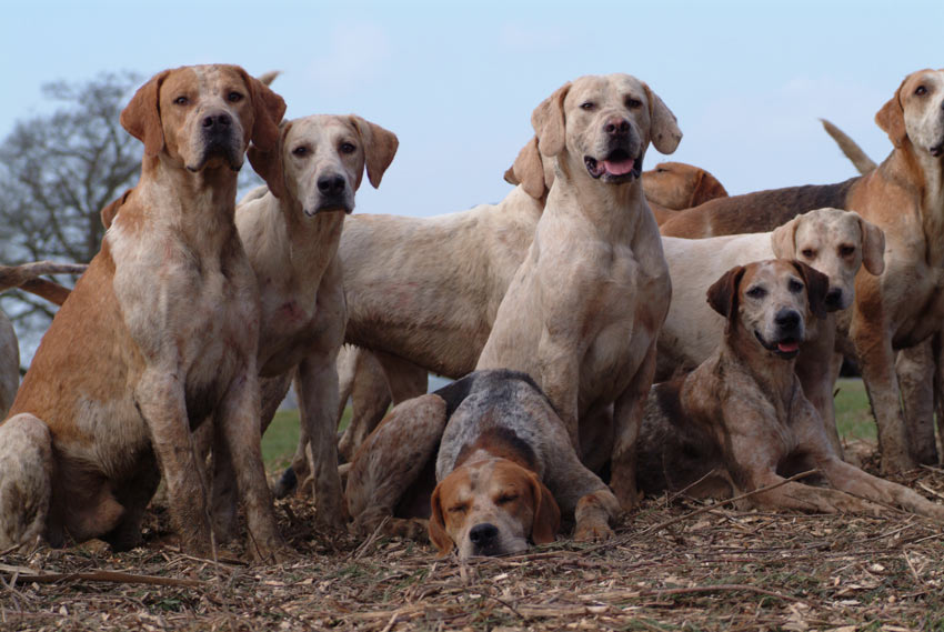 A pack of English Foxhounds with beautiful short smooth coats