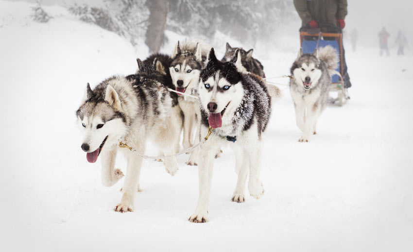 A pack of Siberian Huskies bred to naturally pull