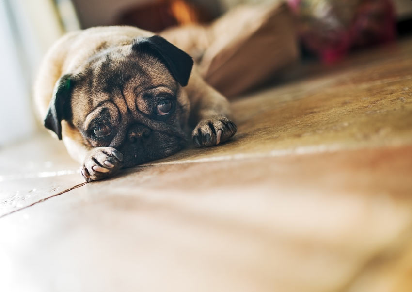 A pug lying on the floor indoors waiting for its owner to return