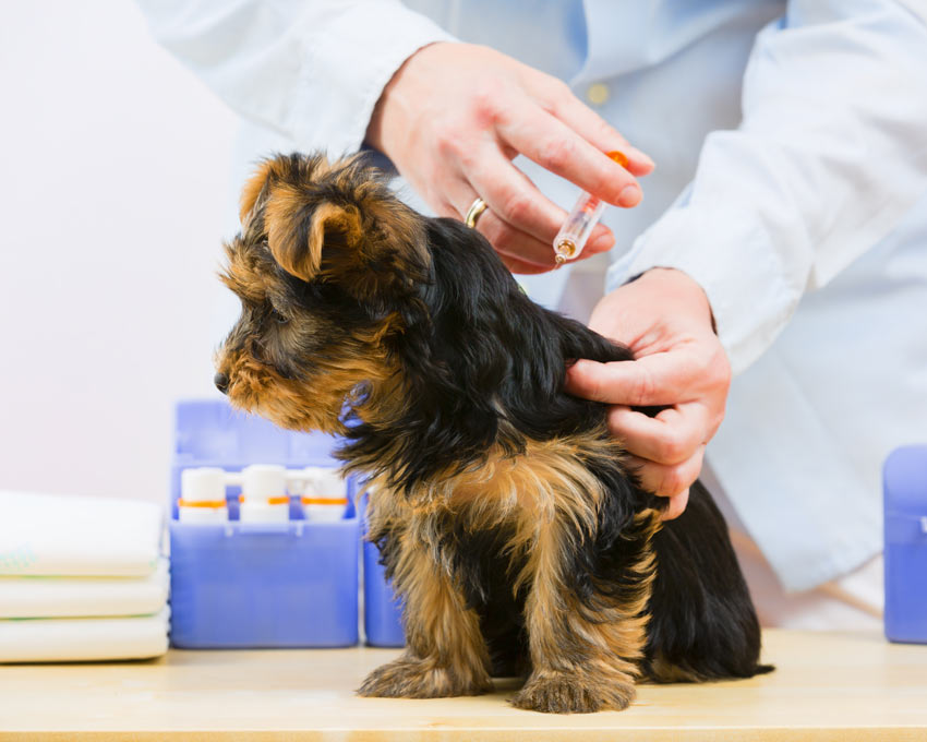 A puppy getting its first injection