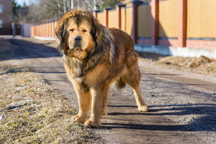 A tall and muscular Tibetan Mastiff Guard Dog