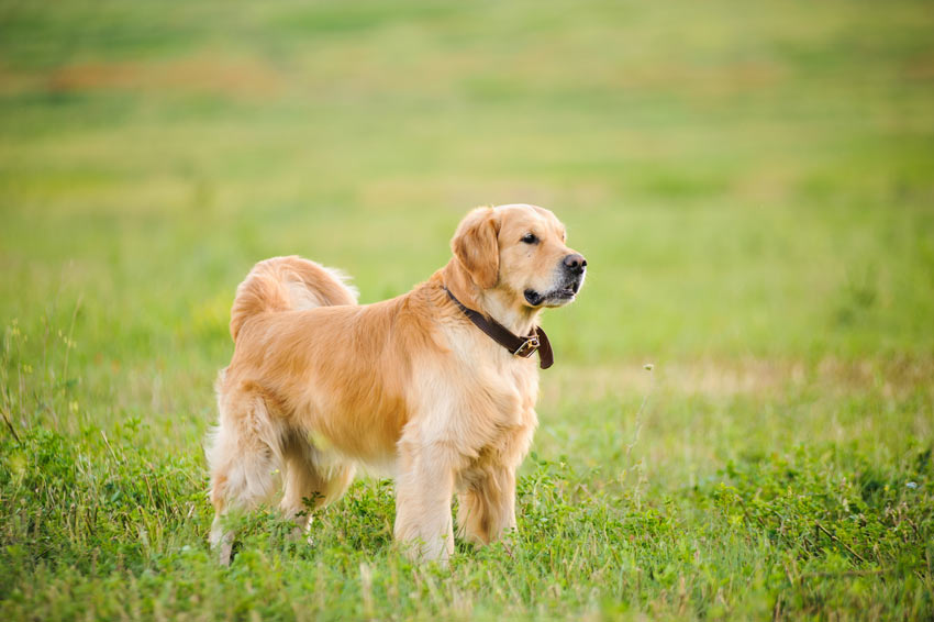 A very healthy and happy Golden Retriever