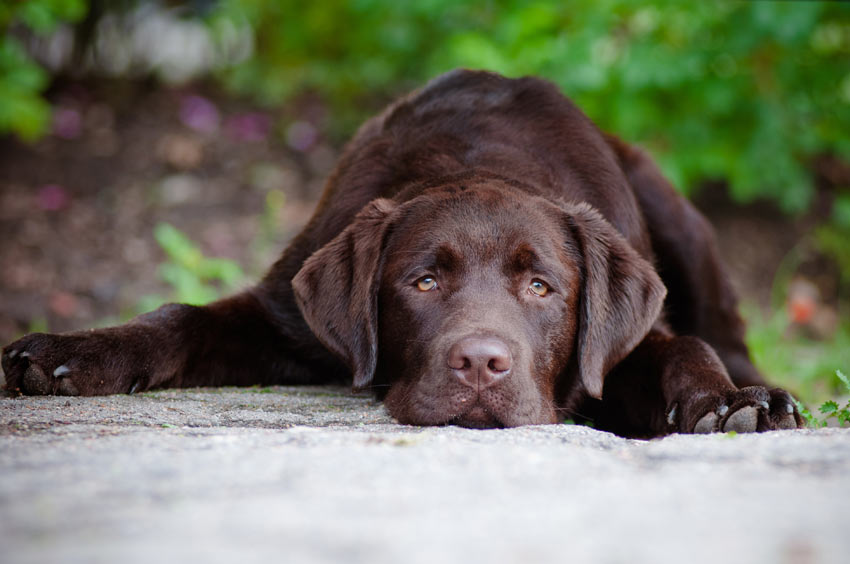 A very sad looking choclate Labrador puppy
