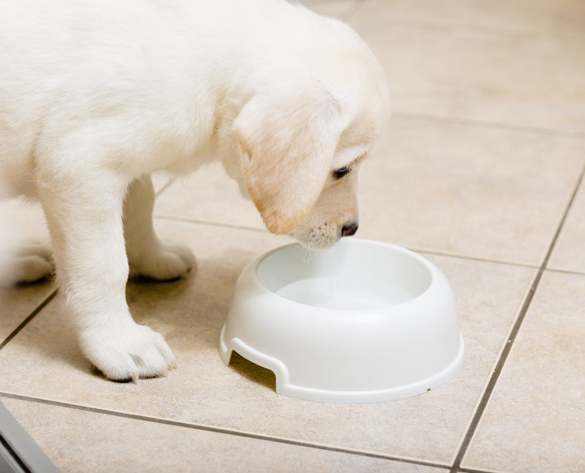 A white Labrador puppy having a drink from its bowl