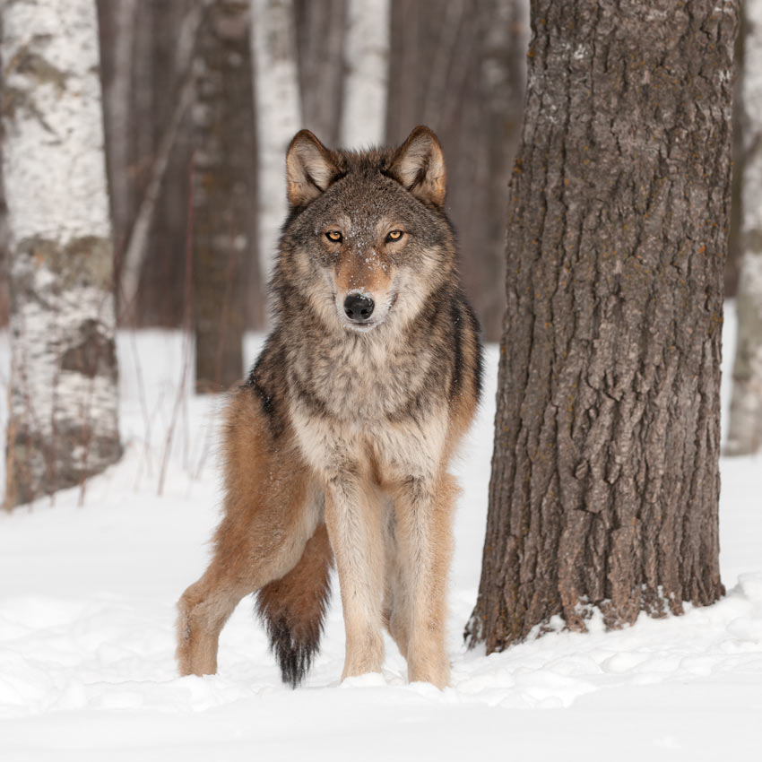 A wild Wolf