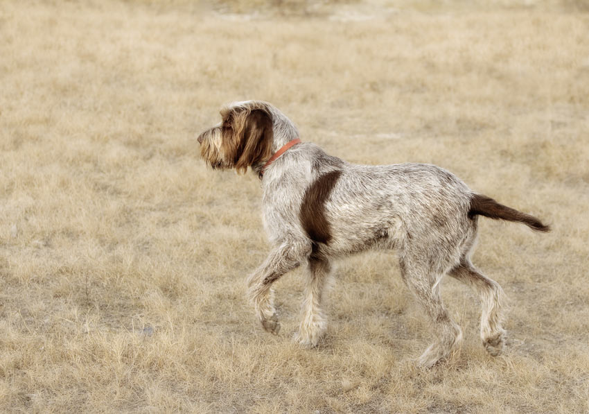 A wire coated Pointer Griffon