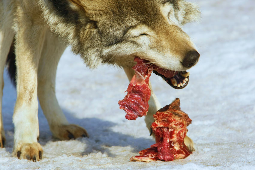 A wolf chewing on a piece of raw meat