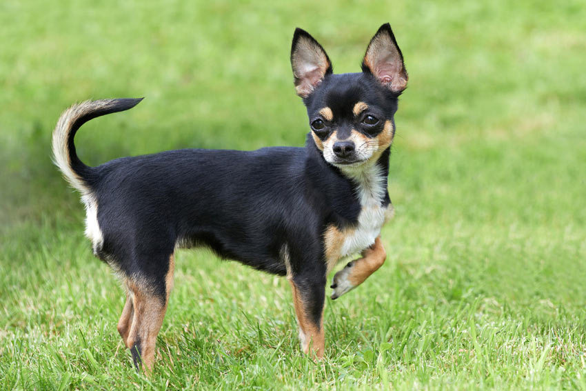 A wonderful little Chihuahua with great big ears