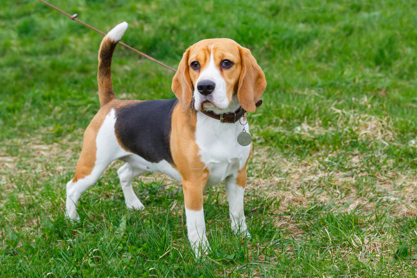 A wonderful pedigree Beagle