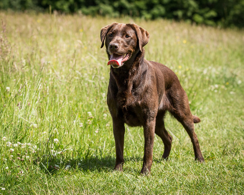 A wonderful pedigree Labrador