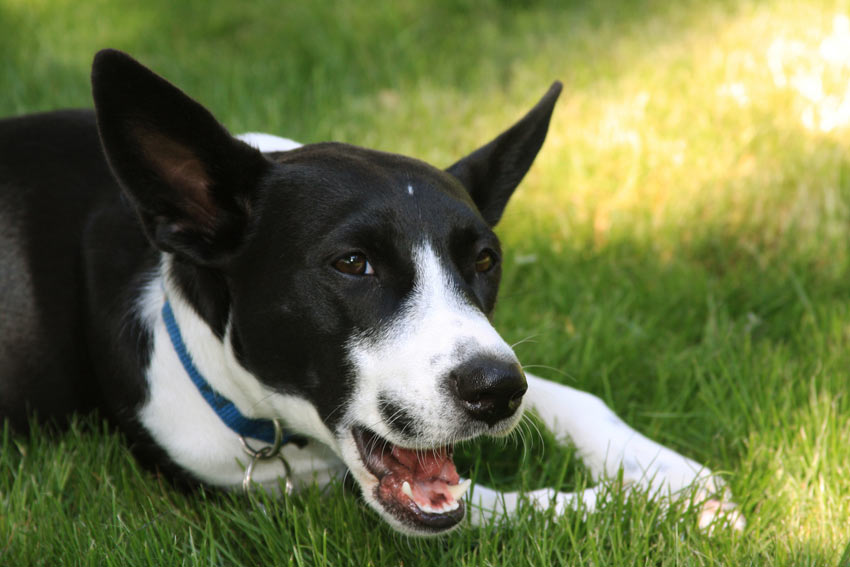 A wonderful young black and white dog who has been chewing its paws