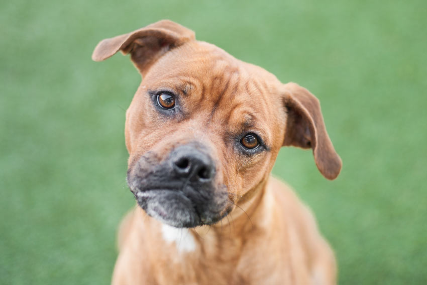 Chien qui hoche la tête avec du beurre, chien secouant la tête