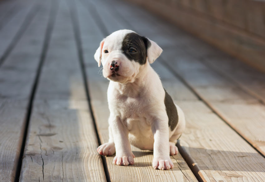 A young Stafordshire Bull Terrier sitting