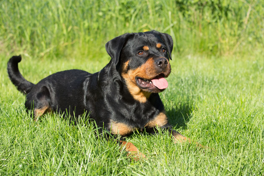 A young adult Rottweiler lying on the grass