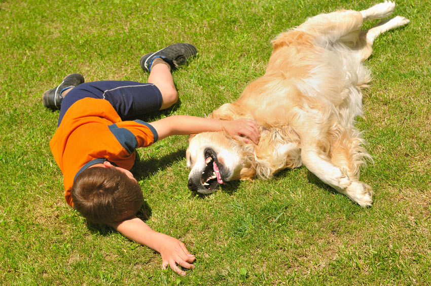 A young boy rolling around on the grass with his Golden Retriever
