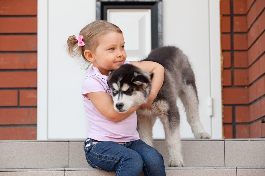 A young girl with a Siberian Husky puppy