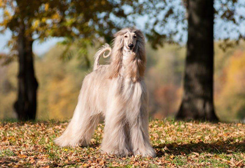 An Afghan Hound with a beautiful long coat