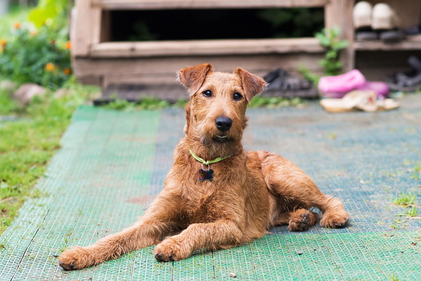 An Irish Terrier with a wiry coat