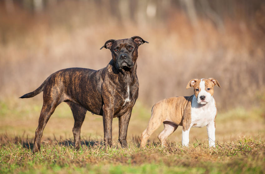 An adult Stafordshire Bull Terrier stood with her puppy