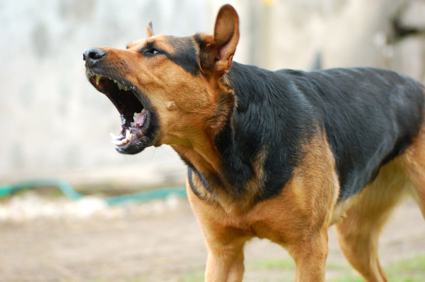 An agressive dog will bite in defence when challenged